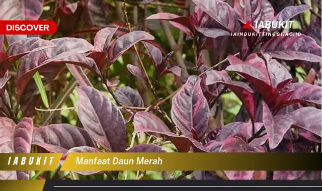 manfaat daun merah