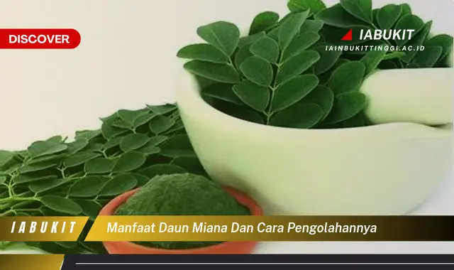 manfaat daun miana dan cara pengolahannya