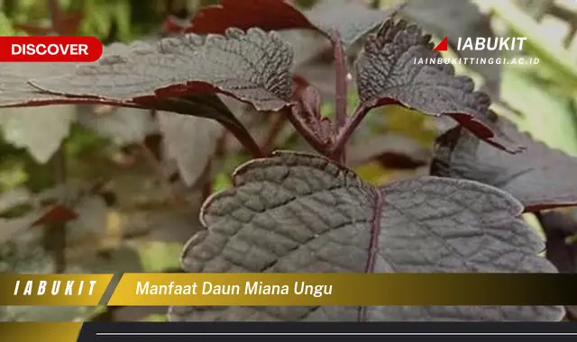 manfaat daun miana ungu