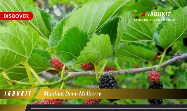 Bukan cuma daun salam, Ini dia 7 Manfaat daun mulberry yang bikin penasaran