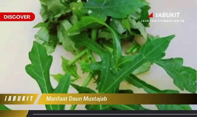 manfaat daun mustajab