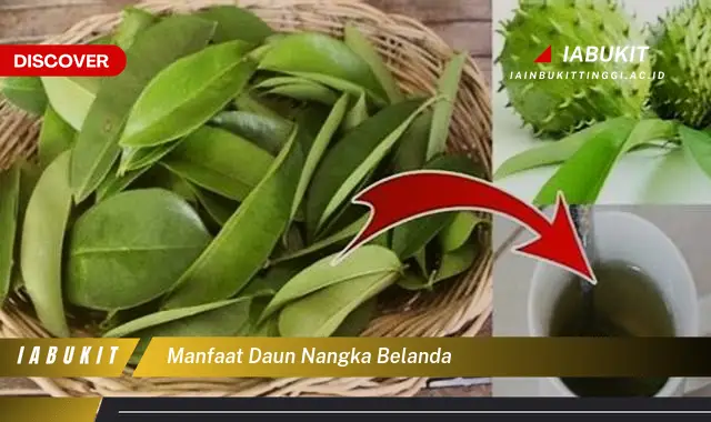 manfaat daun nangka belanda