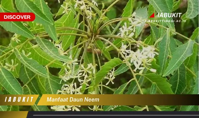 manfaat daun neem