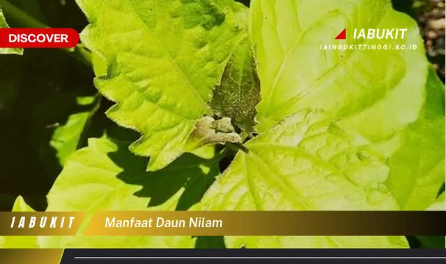 manfaat daun nilam manfaat daun nilam