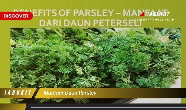 manfaat daun parsley