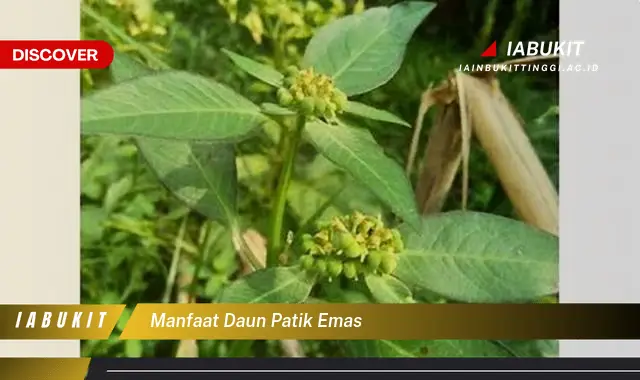 manfaat daun patik emas