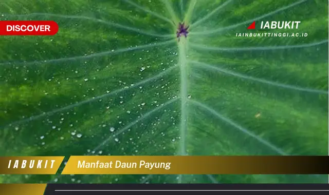 manfaat daun payung