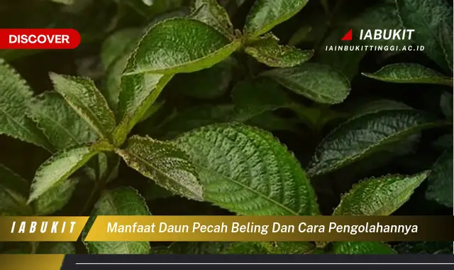 manfaat daun pecah beling dan cara pengolahannya