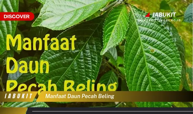 manfaat daun pecah beling