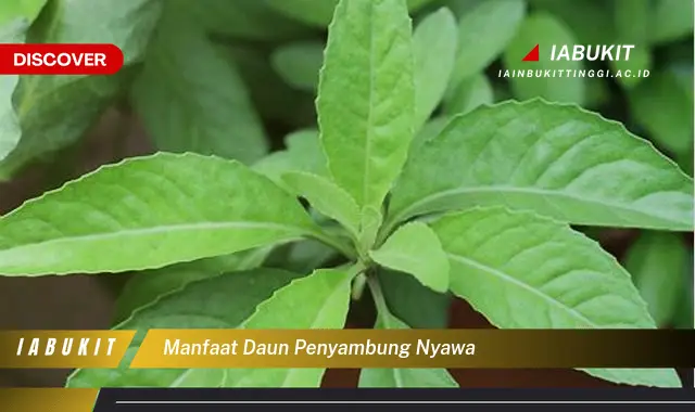 manfaat daun penyambung nyawa