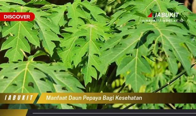 manfaat daun pepaya bagi kesehatan