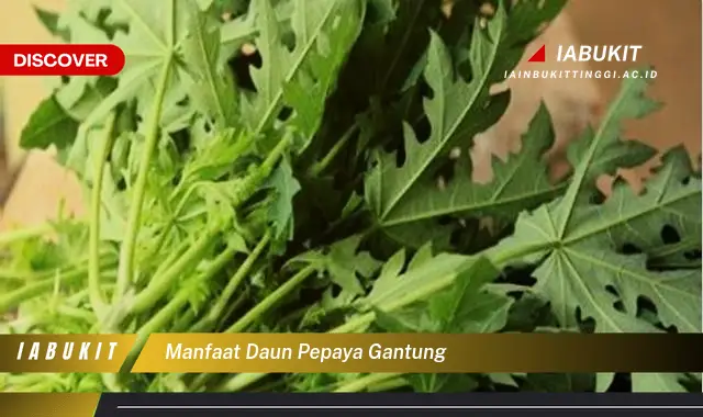 manfaat daun pepaya gantung