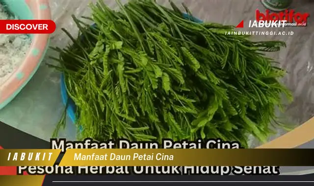 manfaat daun petai cina