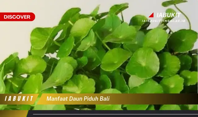 manfaat daun piduh bali