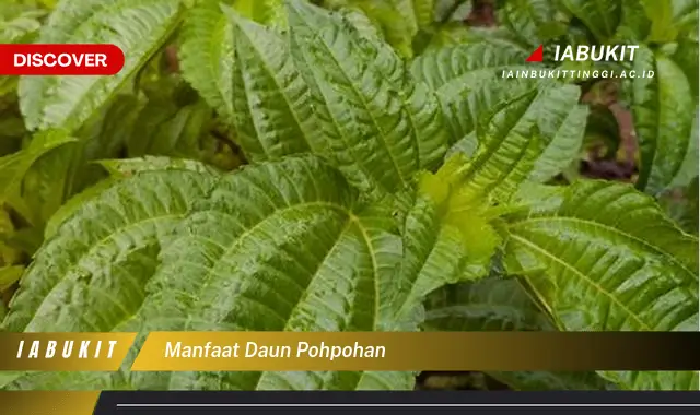 manfaat daun pohpohan