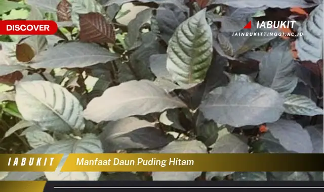 manfaat daun puding hitam