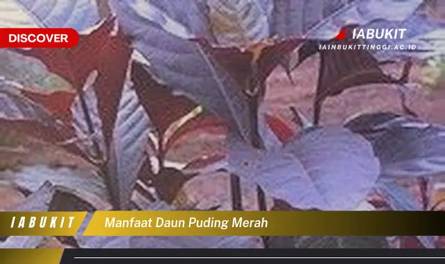 manfaat daun puding merah