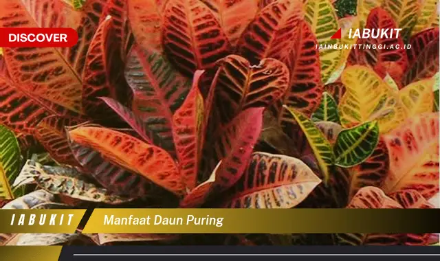 manfaat daun puring