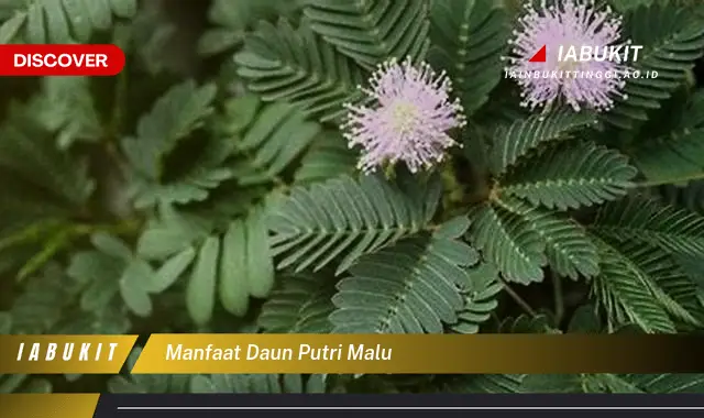 manfaat daun putri malu