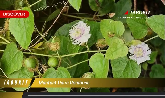 manfaat daun rambusa