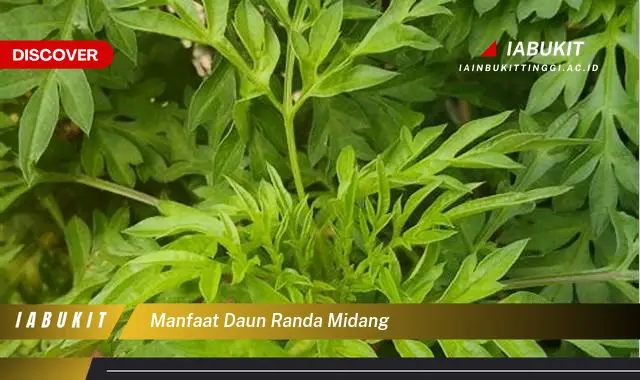 Bukan cuma daun salam? Ketahui 7 Manfaat daun randa midang yang Jarang Diketahui