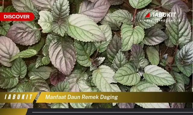 manfaat daun remek daging