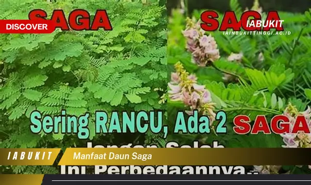 manfaat daun saga