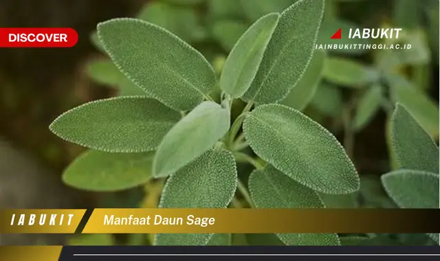 manfaat daun sage