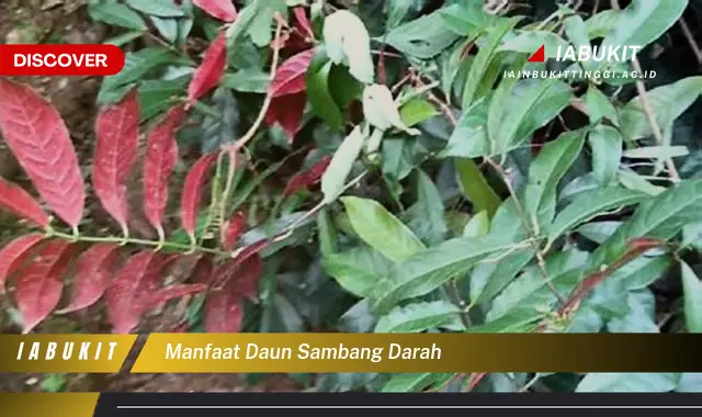 manfaat daun sambang darah