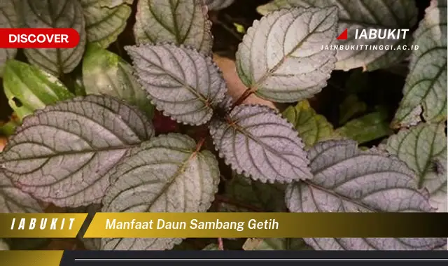 manfaat daun sambang getih