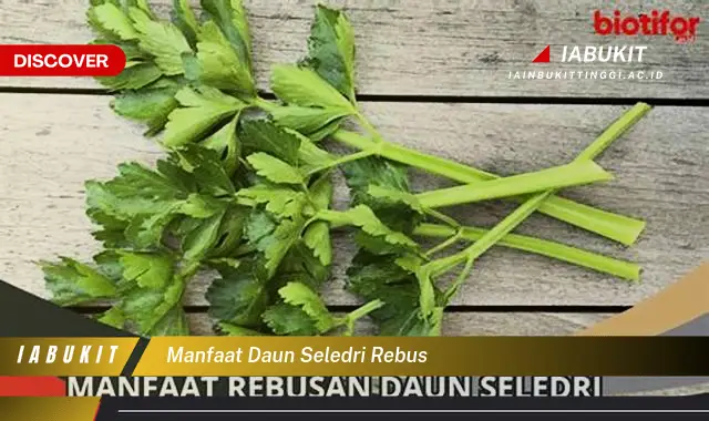 Bukan cuma daun seledri rebus, ini dia 7 manfaat daun seledri rebus yang bikin penasaran