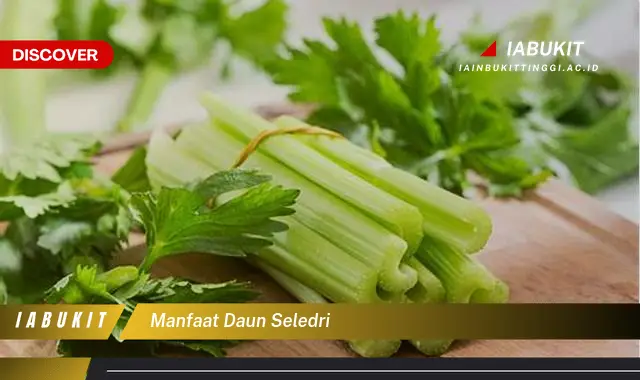 manfaat daun seledri