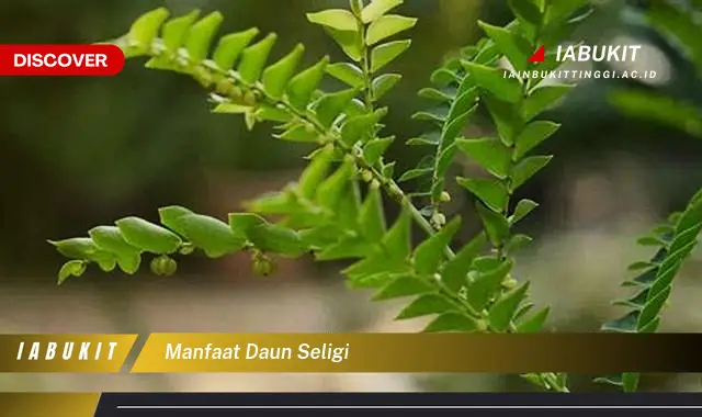 manfaat daun seligi