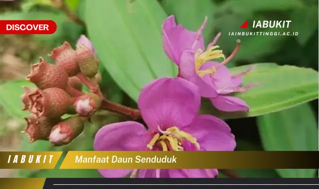 manfaat daun senduduk