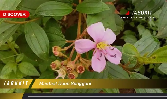 manfaat daun senggani