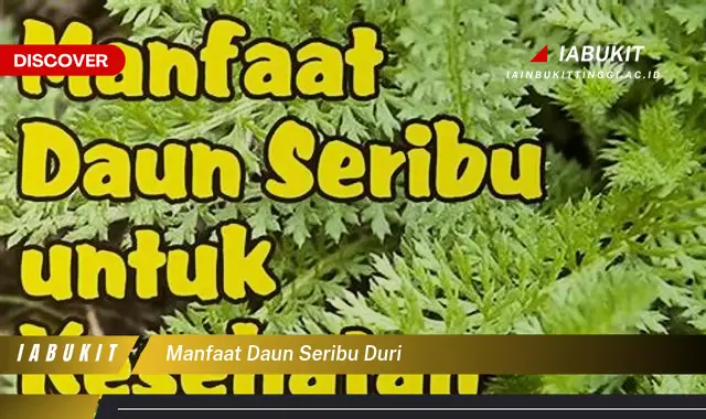 manfaat daun seribu duri