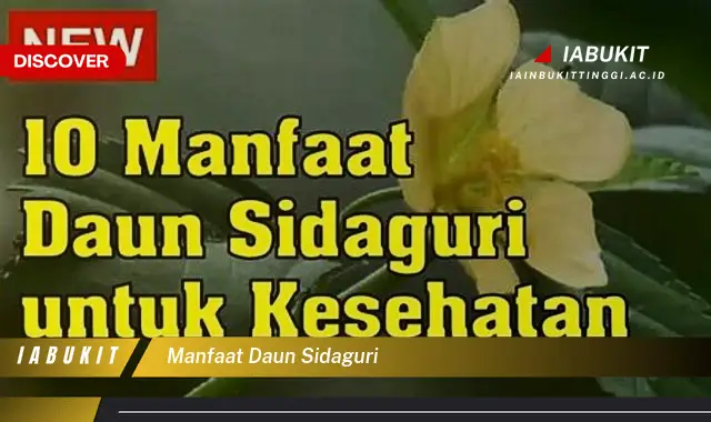 manfaat daun sidaguri