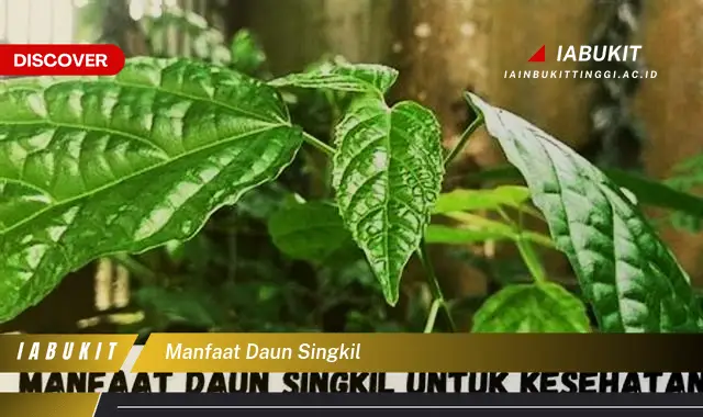 manfaat daun singkil