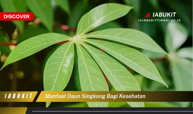 manfaat daun singkong bagi kesehatan