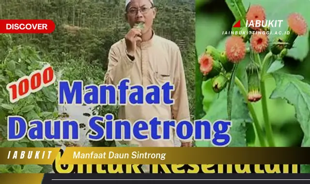 Bukan Cuma Daun Salam, Ketahui 7 Manfaat Daun Sintrong yang Bikin Penasaran