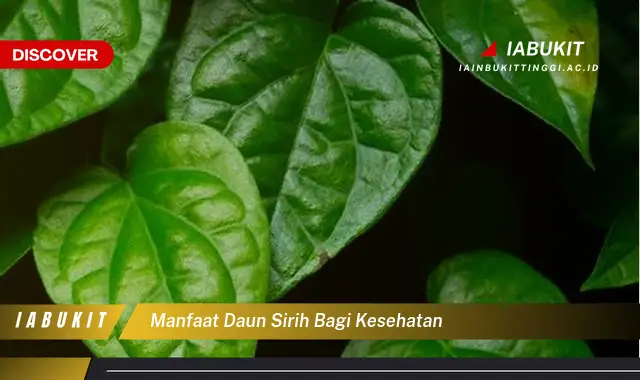 manfaat daun sirih bagi kesehatan