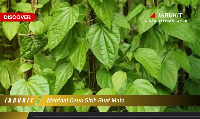 manfaat daun sirih buat mata