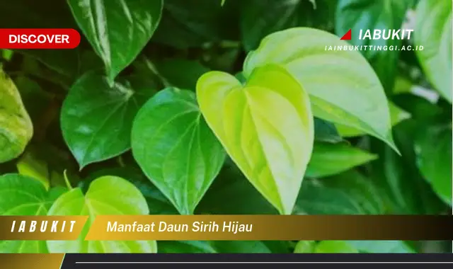 manfaat daun sirih hijau