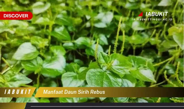 manfaat daun sirih rebus