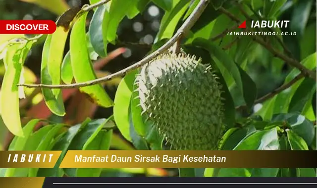 manfaat daun sirsak bagi kesehatan