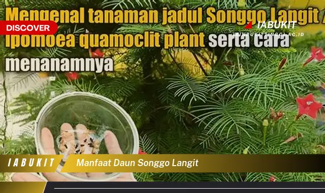 manfaat daun songgo langit