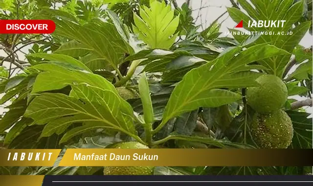 manfaat daun sukun