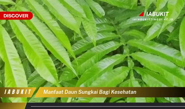 manfaat daun sungkai bagi kesehatan