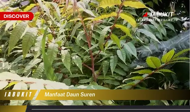 manfaat daun suren