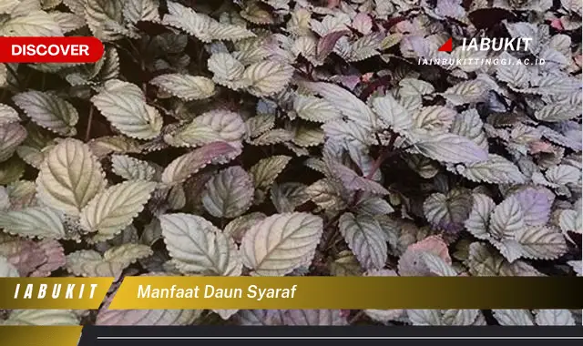 manfaat daun syaraf